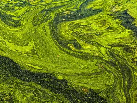 Close up view of algae on the surface of a pond イラスト素材