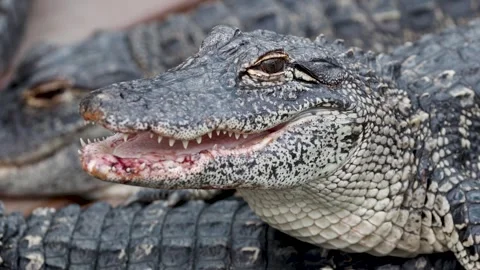 Close up view of Alligator Stock Footage 285993837