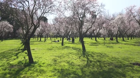 Close view of almond tree branches covered with white blossoms in early spring Stock Footage 329791093