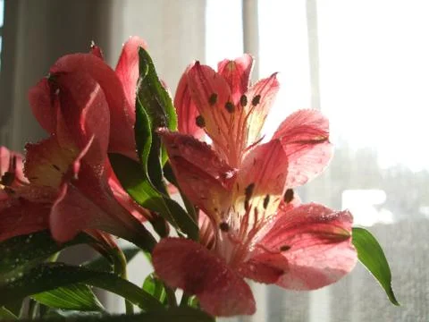 A close up view of Alstroemeria flower with drop waters against a home Stock Photos