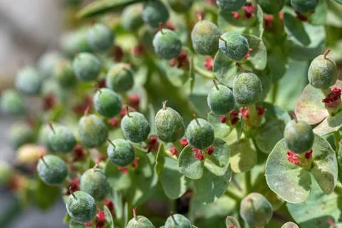 Close up view of(Alysum saxatile) in spring Stock Photos
