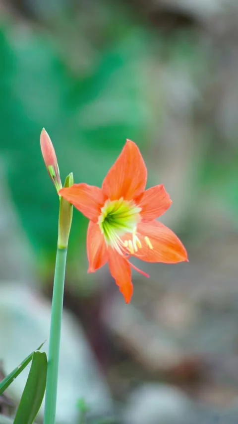 Close-up view of amaryllis flower Stock Footage 346202407