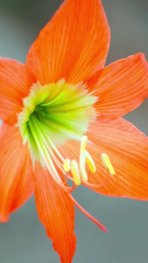 Close-up view of amaryllis flower Stock Footage 346236799