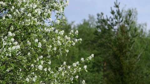 Close view of Amelanchier mespilus flowers on a green forest background Stock Footage 108225551