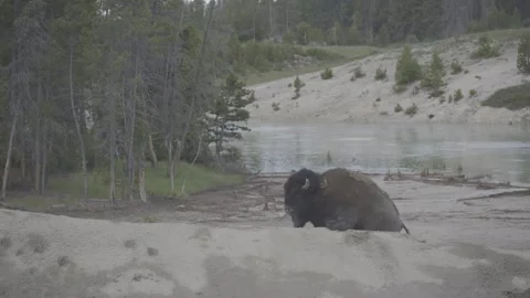 Close View of American Bison by Hot Spring, Yellowstone National Park Stock Footage 341573232