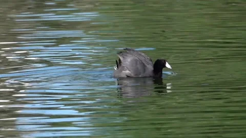Close up view of American Coot Stock Footage 310328424