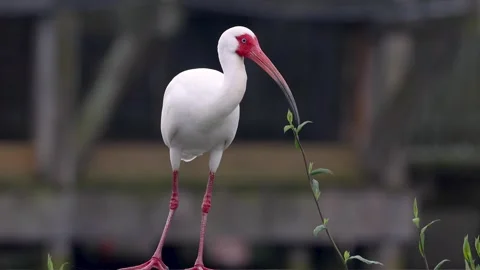 Close up view off American juvenile white Ibis bird on a board walk fence i.. Stock Footage 325834664