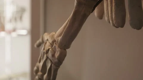 Close up view of an ancient animal skeleton Video stock 343319702