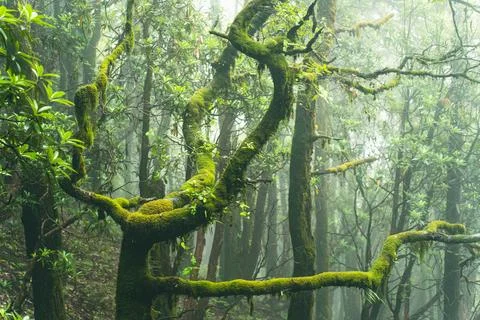 A close up view of ancient moss covered tree branches in a dense foggy forest Fotos de archivo