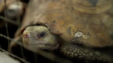 A Close-Up View of an Ancient Tortoise Sheltered Behind a Wire Cage, Showcasing Stock Footage 310164827