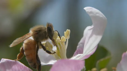 Close view and slow motion of a honey bee pollinating an apple blossom Stock Footage 68787387