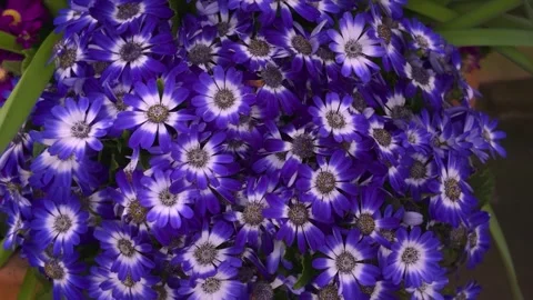 Close view of andaisy flowers  with pan Stock Footage 270362255