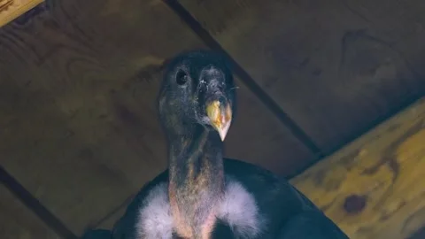 Close view of an andes condor  Stock Footage 274264567