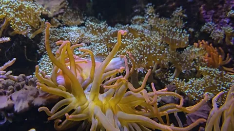 Close view of a anemone and fish  Stock Footage 266071171