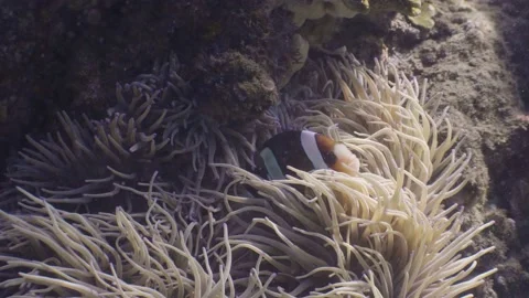 Close up view of anemone fish taking shelter between sea anemones in the ocean. Stock Footage 132545286