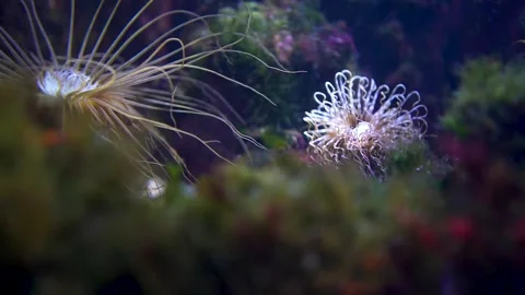 Close view of a anemone Stock Footage 297010091