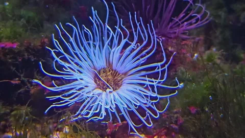 Close view of a anemone moving Stock Footage 296837184
