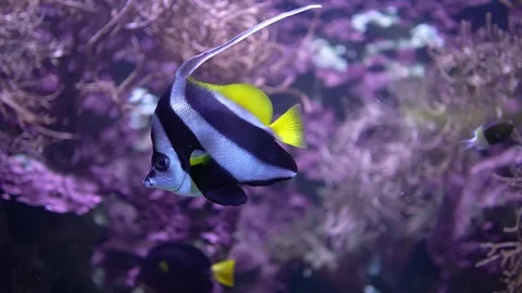 Close view of an angelfish Stock Footage 294247565