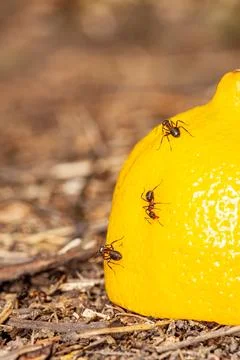Close up view of an ant crawling on a lemon straddling the rind and pulp viewed Stock Photos
