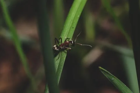 Close up view with ant that crawling Stock Photos