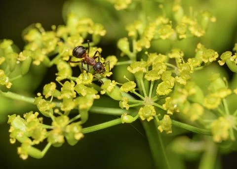 A close-up view of an ant drinking nectar from a wildflower Stock Photos