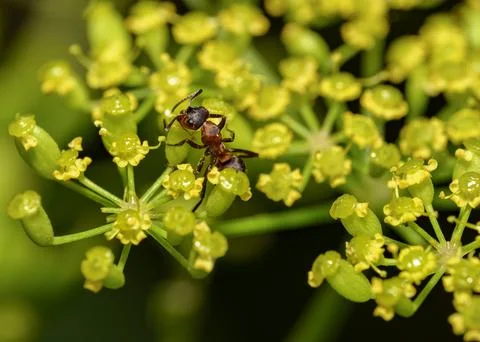 A close-up view of an ant drinking nectar from a wildflower Stock Photos