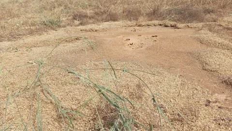 Close View Of Ant Hole In Dry Grassland Morning Kano Nigeria Stockbeeldmateriaal 326843291