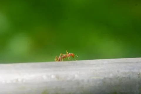 Close-up view of the ants that are crawling on the iron. with a blurred bac.. Stock Photos