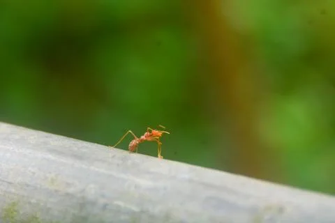 Close-up view of the ants that are crawling on the iron. with a blurred bac.. Stock Photos