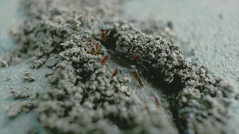 A close up view of ants building colony Stock Footage 161880101