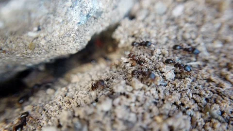 A close up view of ants carrying objects in their mouths coming out of a Stock Footage 118284381