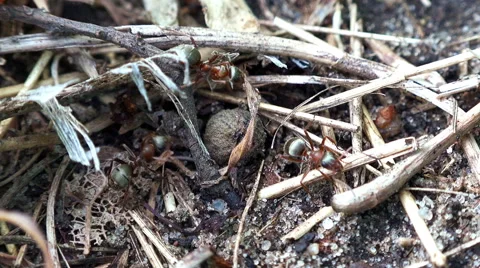 Close-up View of The Ants Engaged in Building. Full HD Stock Footage 50144676