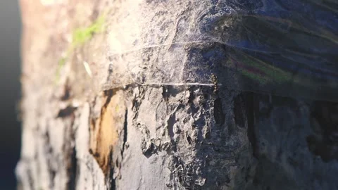 Close-up view of ants trapped on a sticky band encircling a tree trunk Stock Footage 308452809