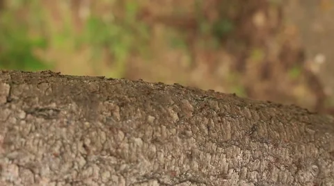 Close up view ants on the tree branch, teamwork Video stock 51770181