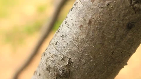 Close up view ants on the tree branch, teamwork Stock Footage 51770230