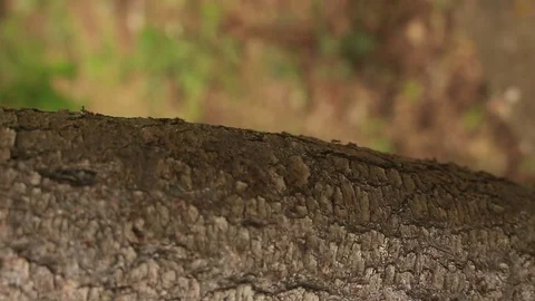 Close up view ants on the tree branch, teamwork Stock-Footage 76230995
