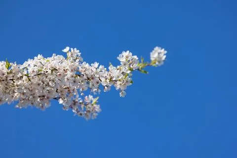 Close up view of Apple blossom tree branch against blue sky. Stock Photos