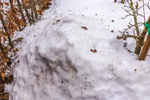 Close up view of apple tree base covered with melting snow and fallen leaves Fotos de archivo