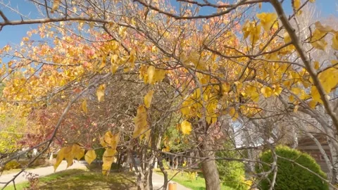Close-up view of apricot tree with yellow foliage Stock Footage 256055456