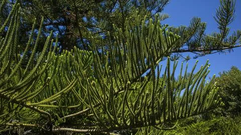Close up view of araucaria tree branches under bright sunlight Stock Photos