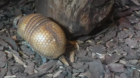 Close view of armadillo Stock Footage 271203598