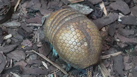 Close up view of an armadillo Stock Footage 271375432