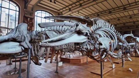 Close-up view of the Arnoux's beaked whale skeleton at National Museum of Stock-Footage 303564742
