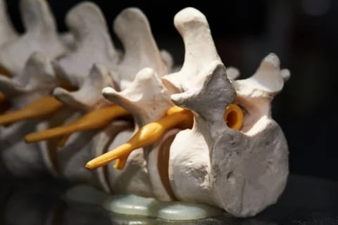 Close-up view of artificial human lumbar spine model Stock Photos