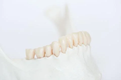 Close-up view of artificial human teeth on jaw bone model Stock Photos