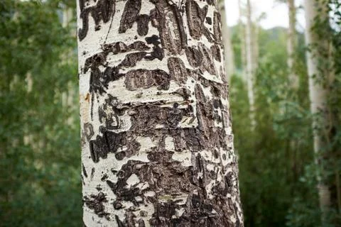 Close up view of aspen bark Foto stock