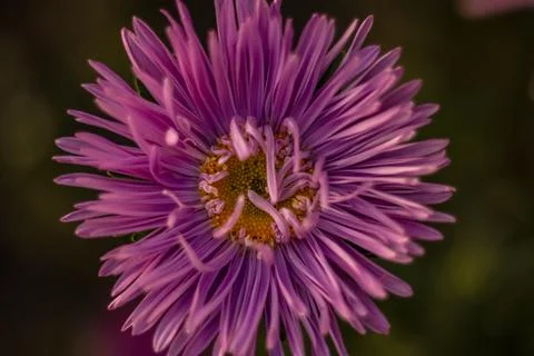 Close view of aster flowers in bloom showing purple petals and a yellow cen.. Stock Photos