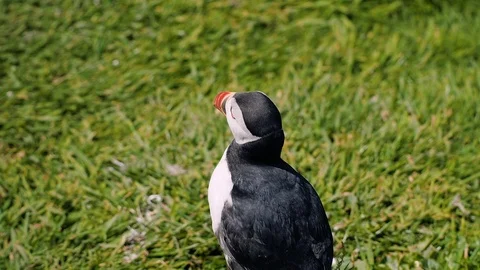A close view of atlantic puffin, looking left and right Stock Footage 87809968