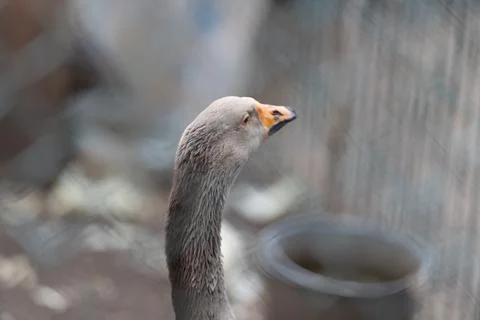 Close view of attentive bird feathers. Sharp focus on watchful bird and its p Stock Photos
