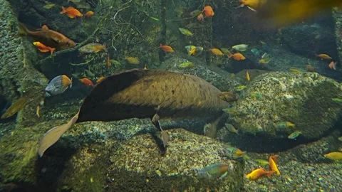 Close up view of an Australian lungfish  Stock Footage 269634429